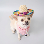 Pet Summer Hat & Bandana Set
