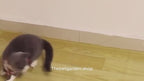 Smart Rechargeable Laser Cat Toy